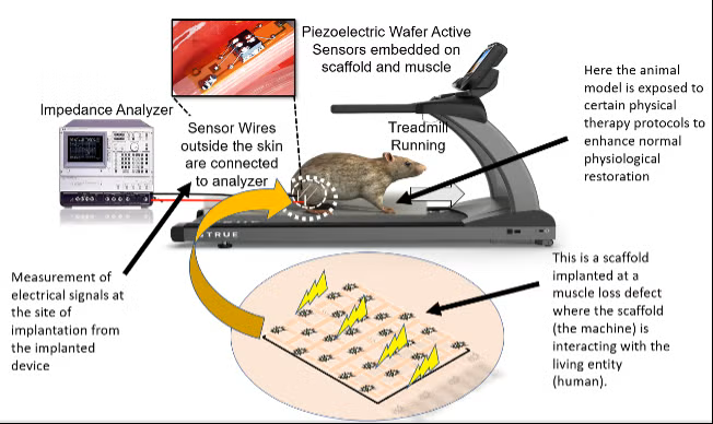 Project 2: Smart nano-therapeutic device for on-site elastic tissue regeneration in musculoskeletal disorders ( Faculty: Kothapalli, Sikder, Yu)