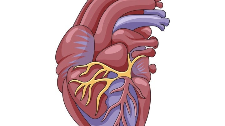 heart